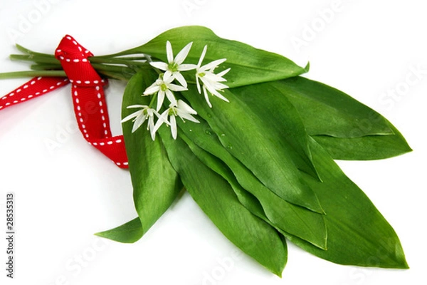 Obraz Bärlauch - Ramson (Bear garlic)