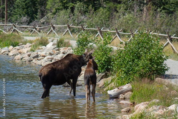 Obraz moose in water