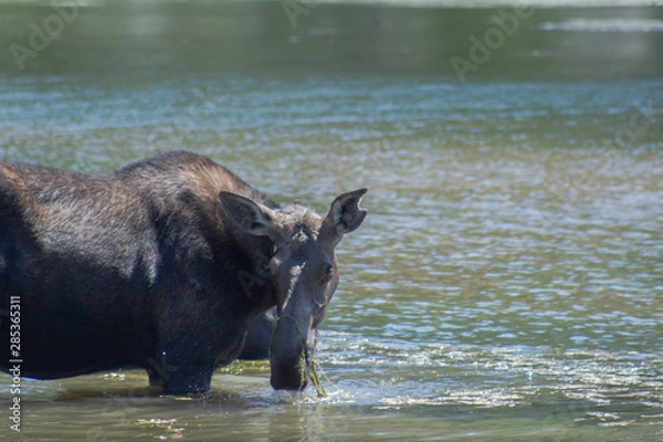 Obraz moose in lake