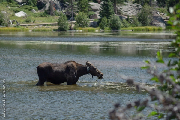 Obraz moose in lake