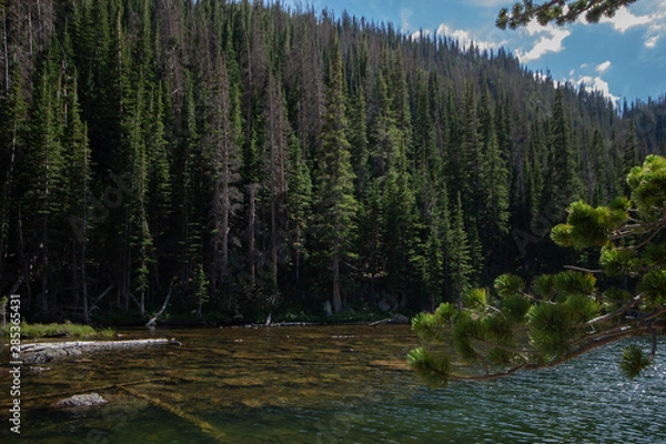 Obraz lake in forest