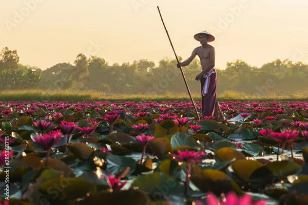 Fototapeta The Asian men villagers are on a wooden boat. Fishing in red lotus pond The fishing equipment is fish..