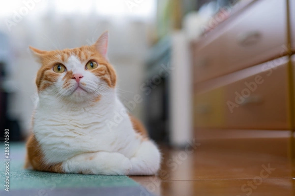 Fototapeta リビングでくつろぐ茶白ネコ