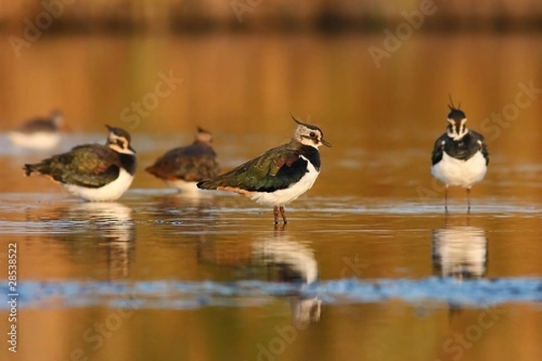 Obraz Lapwing