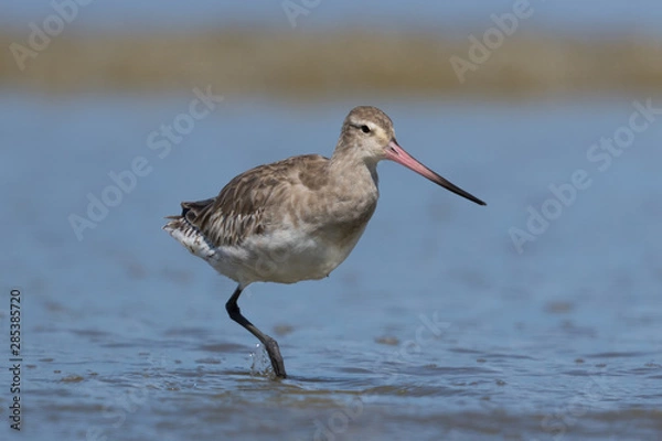 Fototapeta Bar Tailed Godwit in Australasia
