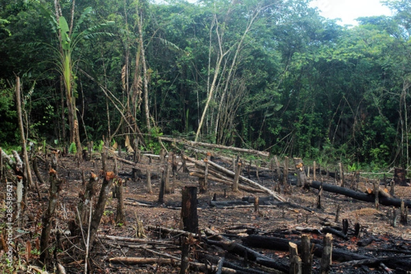 Fototapeta Deforestation of the Amazon rainforest, through slash-and-burn