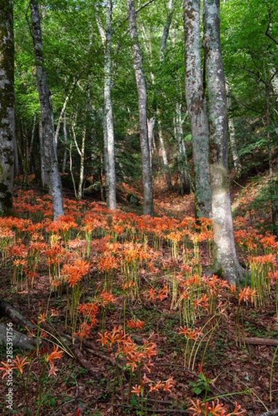 Fototapeta オオキツネノカミソリ02