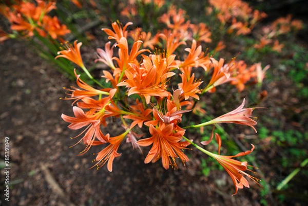 Fototapeta オオキツネノカミソリ03