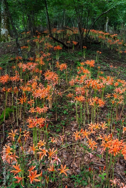 Fototapeta オオキツネノカミソリ04