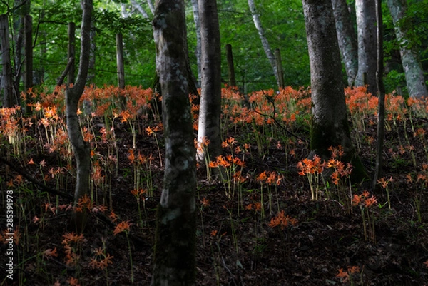 Fototapeta オオキツネノカミソリ07