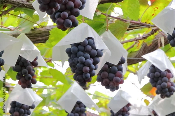 Obraz Vineyard in Japan