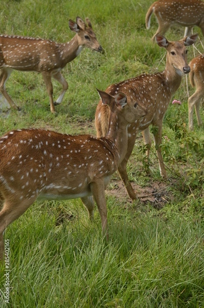 Fototapeta deers 