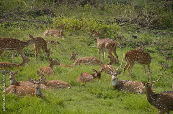 Fototapeta deers 