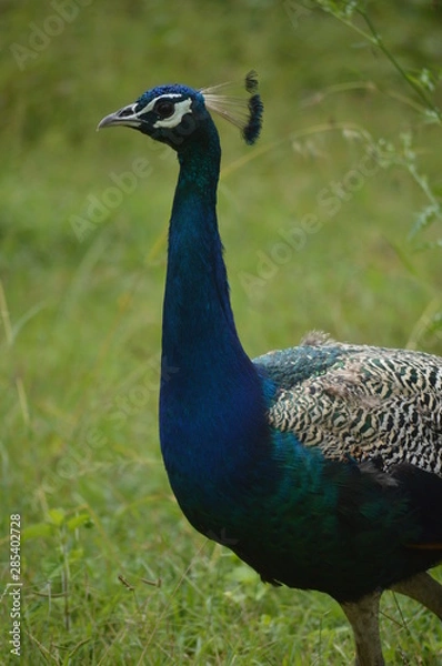 Fototapeta peacock 