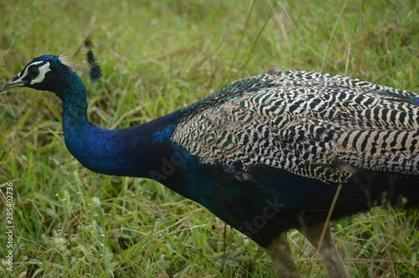 Fototapeta peacock 