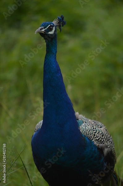 Fototapeta peacock