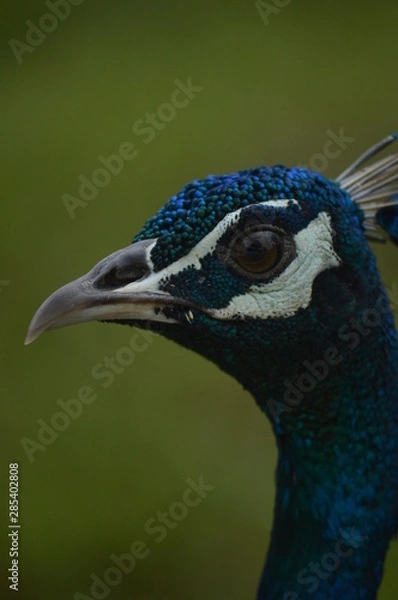 Fototapeta peacock