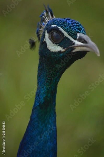 Fototapeta peacock