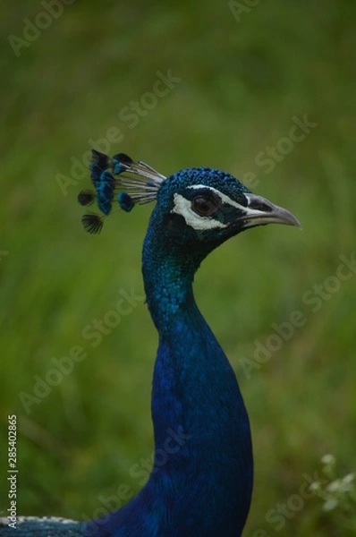 Fototapeta peacock