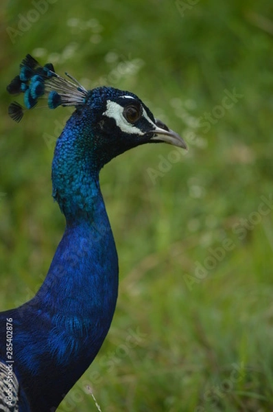 Obraz peacock
