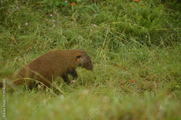 Fototapeta mangoose 