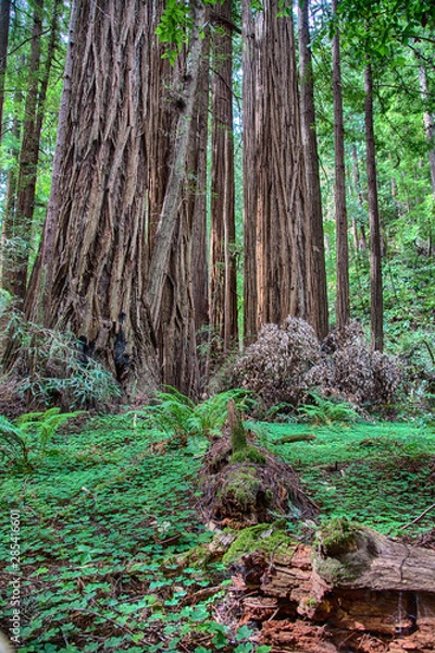 Fototapeta Muir Woods