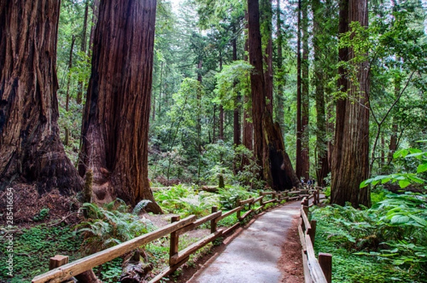 Obraz Muir Woods