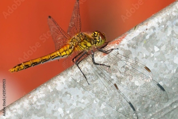 Obraz dragonfly on a branch