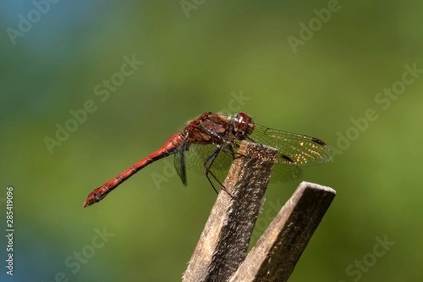 Obraz dragonfly on leaf