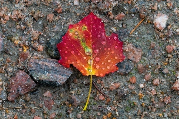 Obraz yellow leaf on asphalt