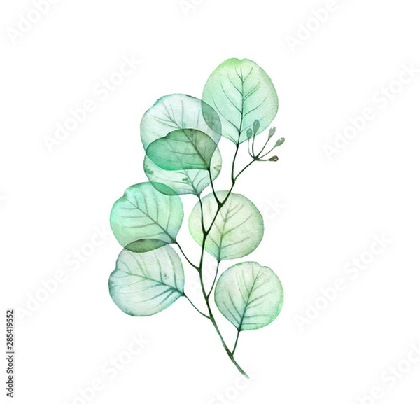 Fototapeta Akwarela przezroczysta gałąź eukaliptusa. Ręcznie rysowane ilustracja botaniczna na białym tle. Realistyczny element kwiatowy wzór na papeterię ślubną