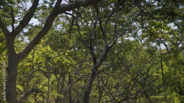Fototapeta tree in forest