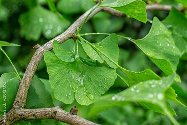 Obraz Green leaves of ginkgo biloba with raindrops close-up