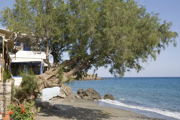 Obraz Saltcedar and greek taverna. Village of Lendas, Crete
