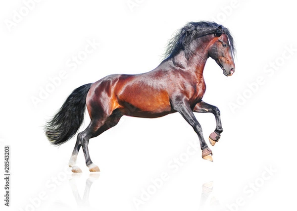 Obraz bay horse isolated on white