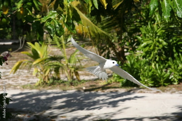 Obraz Sterne, Seychelles
