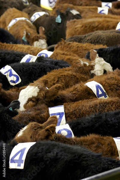 Obraz cows with numbers