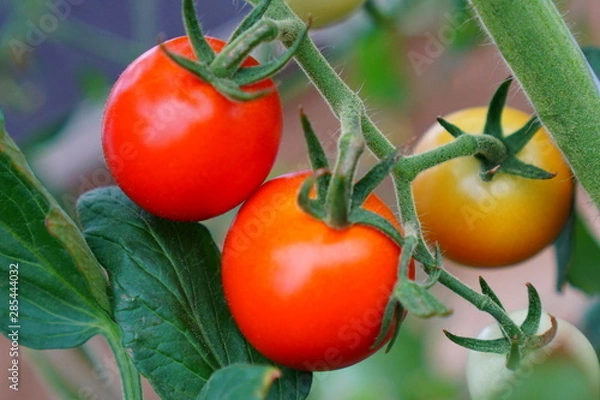 Obraz ミニトマト