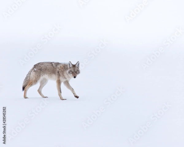 Obraz Coyote during winter