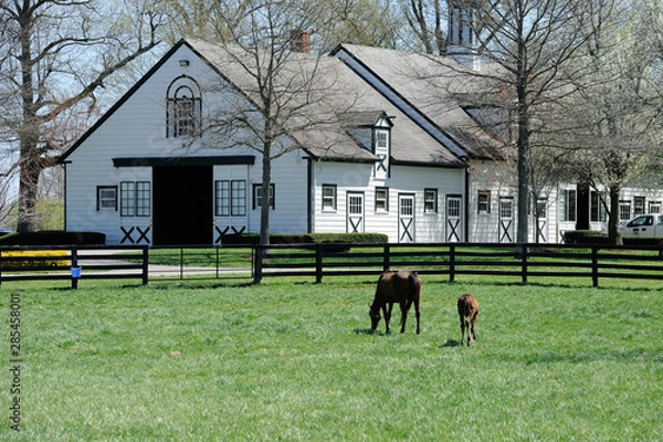 Obraz Horse farm
