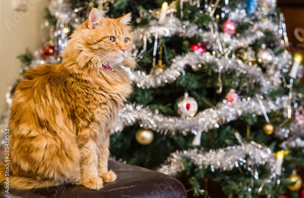Obraz Christmas theme - a long haired ginger coloured cat sitting in front of a decorated Christmas tree. Cat in focus, tree gently out of focus