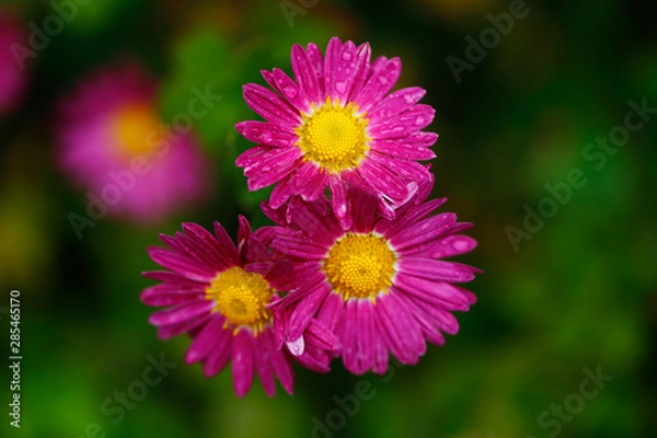 Fototapeta the most beautiful flower of autumn; chrysanthemum