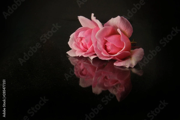 Obraz pink roses on black background