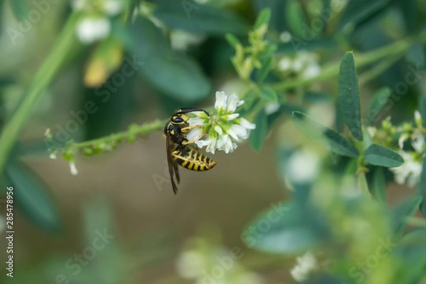 Obraz Common Aerial Yellowjacket on White Sweet Clover Flower