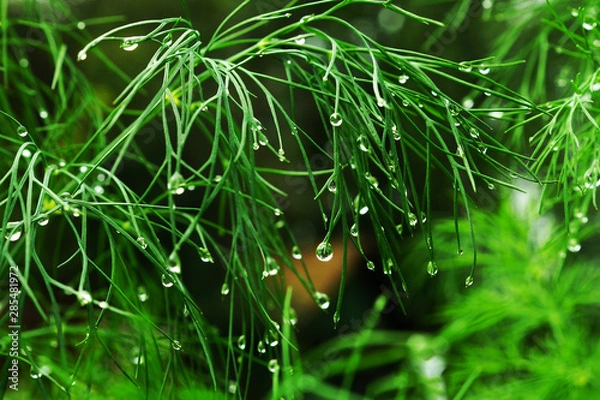 Obraz christmas tree with lights