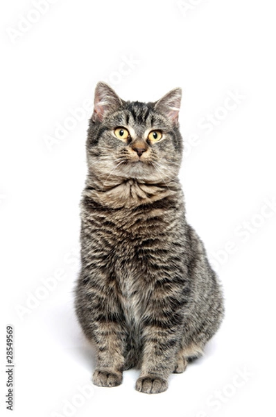 Fototapeta Cute tabby cat