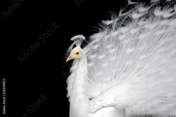 Obraz White peacock
