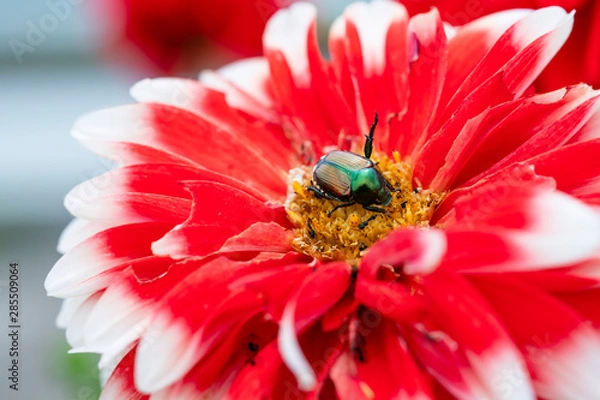 Fototapeta カナブン01