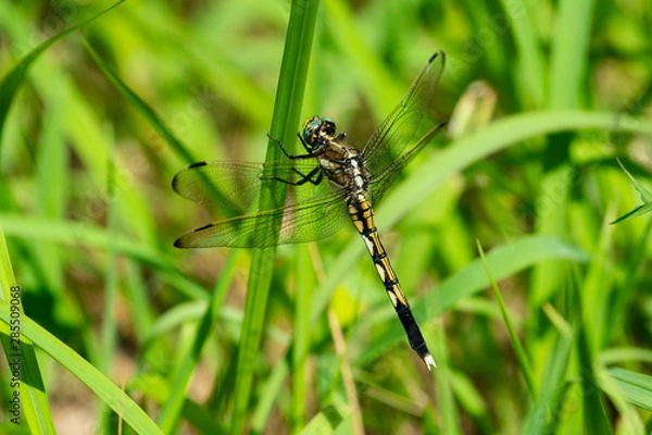 Fototapeta オニヤンマ01