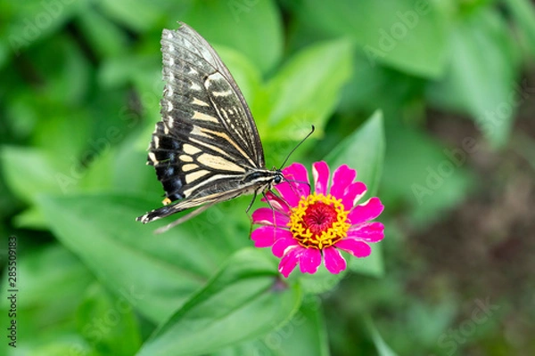 Fototapeta アゲハ01